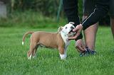 ADULTE ET CHIEN 537